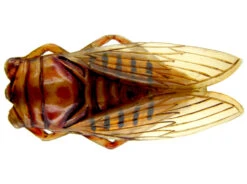 Art Nouveau Carved Horn Cicada Insect Brooch