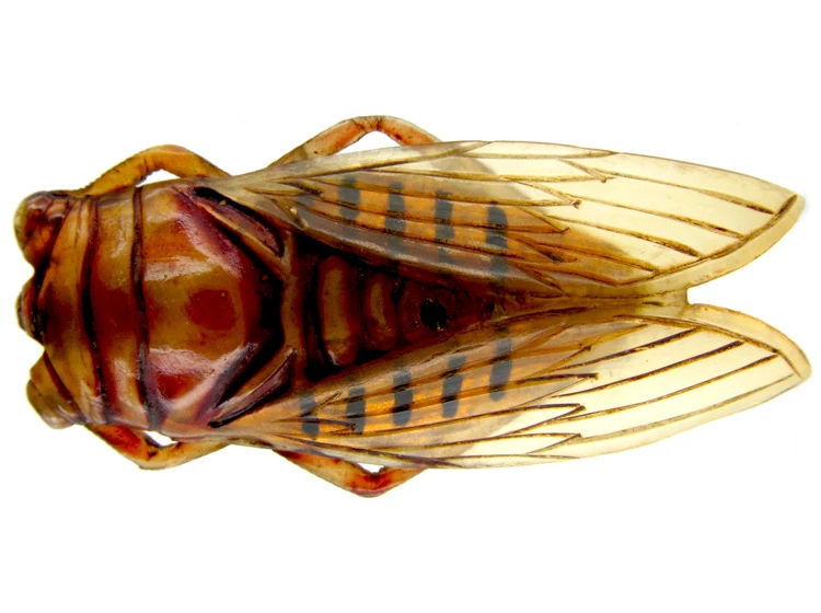 Art Nouveau Carved Horn Cicada Insect Brooch 3 Art Nouveau Carved Horn Cicada Insect Brooch